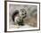 Harris Antelope Squirrel Feeding on Seed. Organ Pipe Cactus National Monument, Arizona, USA-Philippe Clement-Framed Photographic Print