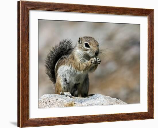 Harris Antelope Squirrel Feeding on Seed. Organ Pipe Cactus National Monument, Arizona, USA-Philippe Clement-Framed Photographic Print