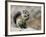 Harris Antelope Squirrel Feeding on Seed. Organ Pipe Cactus National Monument, Arizona, USA-Philippe Clement-Framed Photographic Print