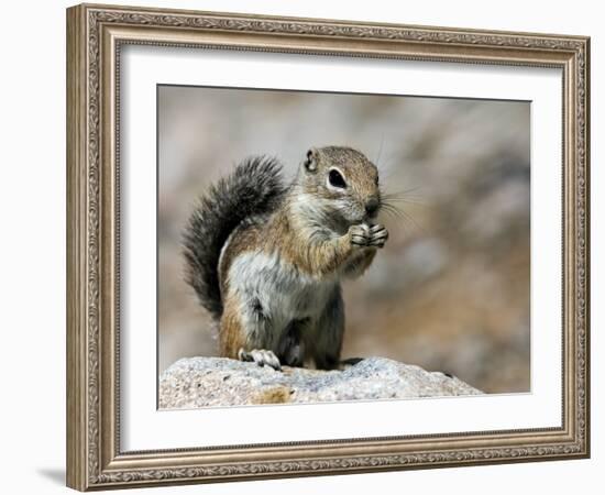 Harris Antelope Squirrel Feeding on Seed. Organ Pipe Cactus National Monument, Arizona, USA-Philippe Clement-Framed Photographic Print