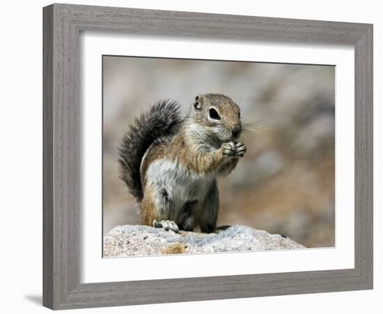 Harris Antelope Squirrel Feeding on Seed. Organ Pipe Cactus National Monument, Arizona, USA-Philippe Clement-Framed Photographic Print