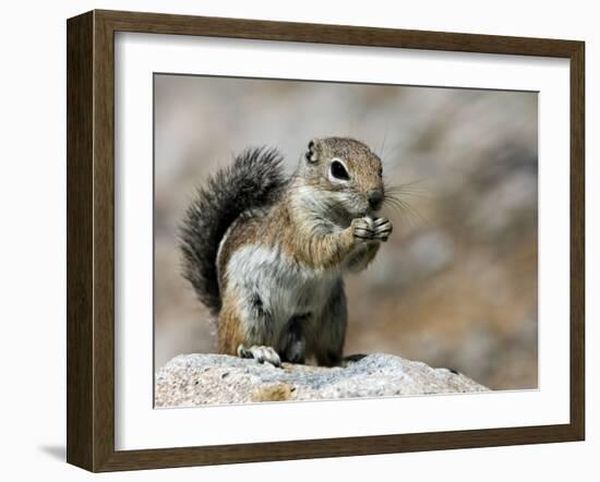 Harris Antelope Squirrel Feeding on Seed. Organ Pipe Cactus National Monument, Arizona, USA-Philippe Clement-Framed Photographic Print