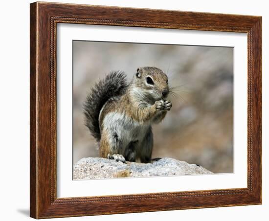 Harris Antelope Squirrel Feeding on Seed. Organ Pipe Cactus National Monument, Arizona, USA-Philippe Clement-Framed Photographic Print