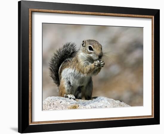 Harris Antelope Squirrel Feeding on Seed. Organ Pipe Cactus National Monument, Arizona, USA-Philippe Clement-Framed Photographic Print