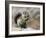 Harris Antelope Squirrel Feeding on Seed. Organ Pipe Cactus National Monument, Arizona, USA-Philippe Clement-Framed Photographic Print