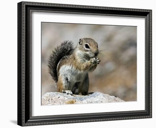 Harris Antelope Squirrel Feeding on Seed. Organ Pipe Cactus National Monument, Arizona, USA-Philippe Clement-Framed Photographic Print