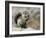 Harris Antelope Squirrel Feeding on Seed. Organ Pipe Cactus National Monument, Arizona, USA-Philippe Clement-Framed Photographic Print