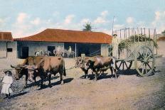 A Cuban Ox Team, Early 20th Century-Harris Bros & Co.-Giclee Print