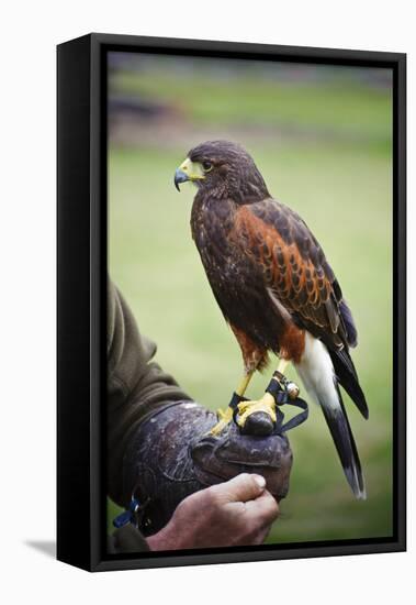 Harris Hawk Bird of Prey during Falconry Display-Veneratio-Framed Premier Image Canvas