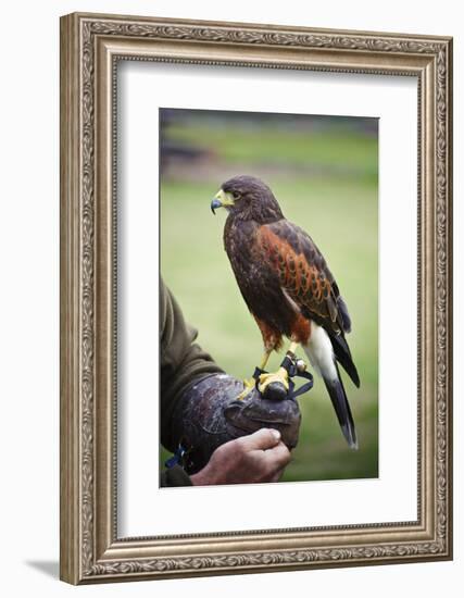 Harris Hawk Bird of Prey during Falconry Display-Veneratio-Framed Photographic Print