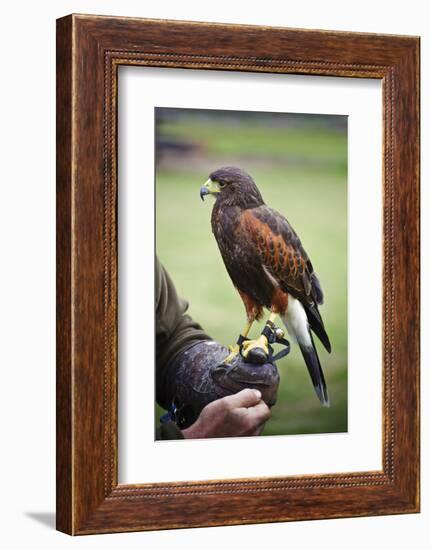 Harris Hawk Bird of Prey during Falconry Display-Veneratio-Framed Photographic Print