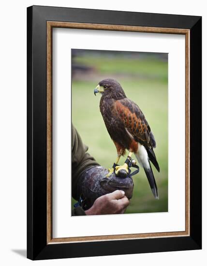 Harris Hawk Bird of Prey during Falconry Display-Veneratio-Framed Photographic Print