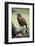 Harris Hawk Bird of Prey during Falconry Display-Veneratio-Framed Photographic Print