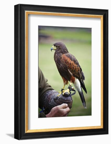 Harris Hawk Bird of Prey during Falconry Display-Veneratio-Framed Photographic Print