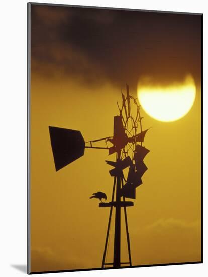 Harris Hawk Eating Prey on Windmill at Sunset, Brooks County, Texas, USA-Maresa Pryor-Mounted Photographic Print