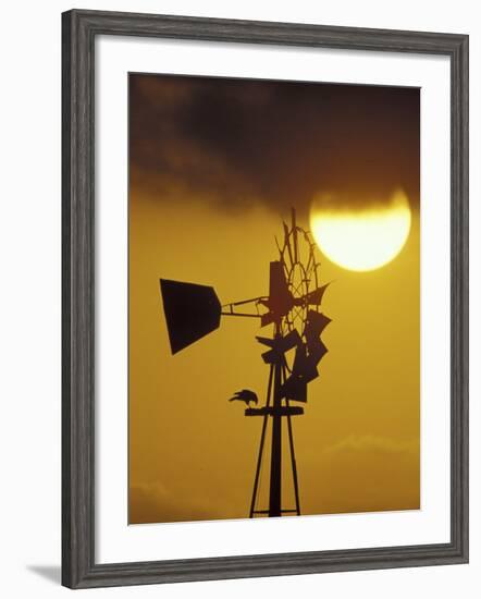 Harris Hawk Eating Prey on Windmill at Sunset, Brooks County, Texas, USA-Maresa Pryor-Framed Photographic Print