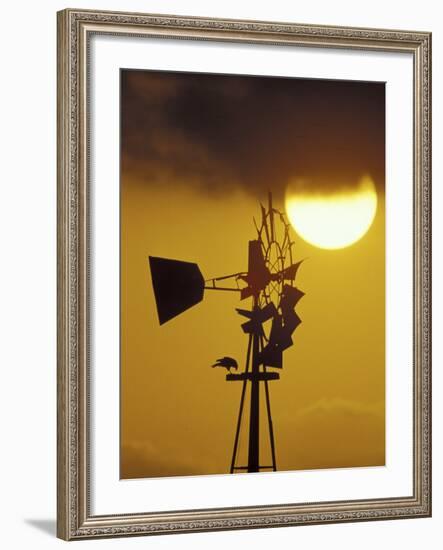 Harris Hawk Eating Prey on Windmill at Sunset, Brooks County, Texas, USA-Maresa Pryor-Framed Photographic Print