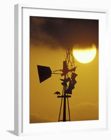 Harris Hawk Eating Prey on Windmill at Sunset, Brooks County, Texas, USA-Maresa Pryor-Framed Photographic Print