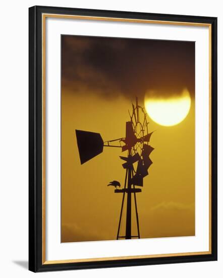 Harris Hawk Eating Prey on Windmill at Sunset, Brooks County, Texas, USA-Maresa Pryor-Framed Photographic Print