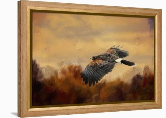 Harris Hawk in Autumn-Jai Johnson-Framed Premier Image Canvas