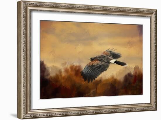 Harris Hawk in Autumn-Jai Johnson-Framed Giclee Print