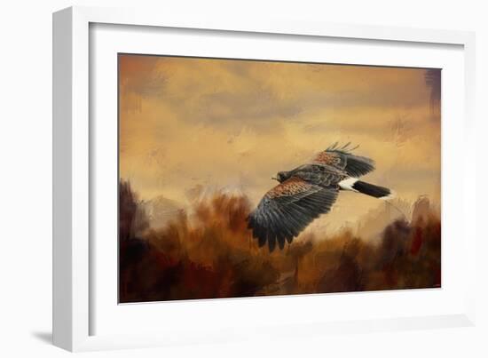 Harris Hawk in Autumn-Jai Johnson-Framed Giclee Print