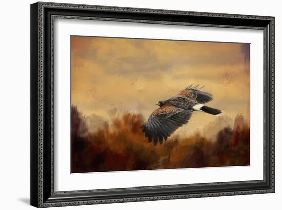 Harris Hawk in Autumn-Jai Johnson-Framed Giclee Print