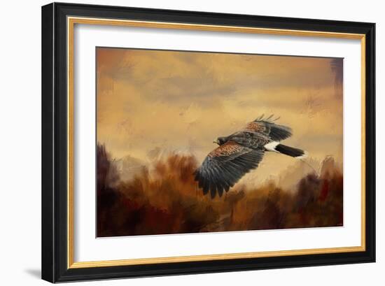 Harris Hawk in Autumn-Jai Johnson-Framed Giclee Print