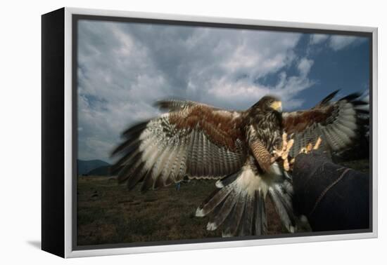 Harris' Hawk Lands on Falconer's Glove-W^ Perry Conway-Framed Premier Image Canvas