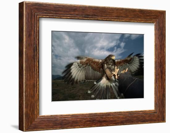 Harris' Hawk Lands on Falconer's Glove-W^ Perry Conway-Framed Photographic Print