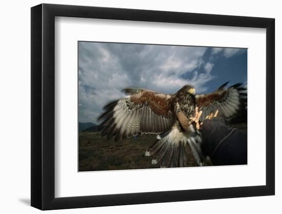 Harris' Hawk Lands on Falconer's Glove-W^ Perry Conway-Framed Photographic Print