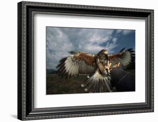 Harris' Hawk Lands on Falconer's Glove-W^ Perry Conway-Framed Photographic Print