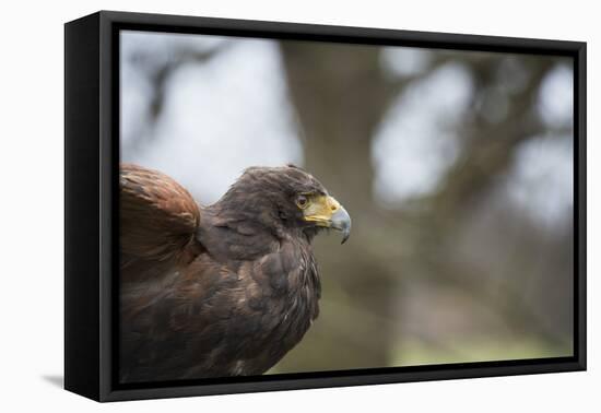 Harris Hawk (Parabuteo Unicinctus), Raptor, Herefordshire, England, United Kingdom-Janette Hill-Framed Premier Image Canvas