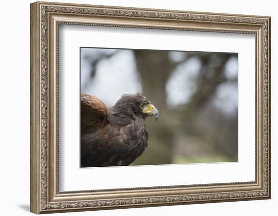 Harris Hawk (Parabuteo Unicinctus), Raptor, Herefordshire, England, United Kingdom-Janette Hill-Framed Photographic Print