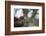 Harris Hawk (Parabuteo Unicinctus), Raptor, Herefordshire, England, United Kingdom-Janette Hill-Framed Photographic Print