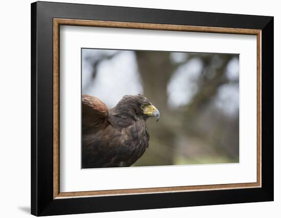 Harris Hawk (Parabuteo Unicinctus), Raptor, Herefordshire, England, United Kingdom-Janette Hill-Framed Photographic Print