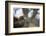 Harris Hawk (Parabuteo Unicinctus), Raptor, Herefordshire, England, United Kingdom-Janette Hill-Framed Photographic Print