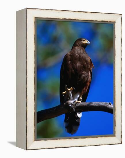 Harris Hawk (Parabuteo Unicintus), Perquin, El Salvador-Alfredo Maiquez-Framed Premier Image Canvas