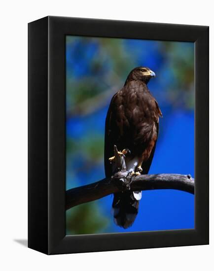 Harris Hawk (Parabuteo Unicintus), Perquin, El Salvador-Alfredo Maiquez-Framed Premier Image Canvas