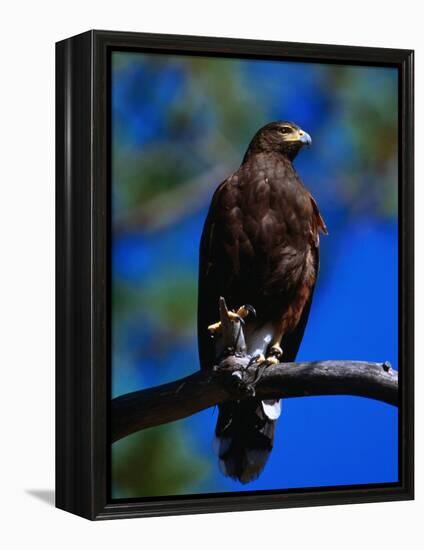 Harris Hawk (Parabuteo Unicintus), Perquin, El Salvador-Alfredo Maiquez-Framed Premier Image Canvas
