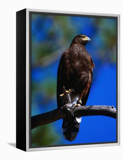 Harris Hawk (Parabuteo Unicintus), Perquin, El Salvador-Alfredo Maiquez-Framed Premier Image Canvas