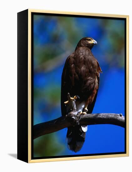 Harris Hawk (Parabuteo Unicintus), Perquin, El Salvador-Alfredo Maiquez-Framed Premier Image Canvas