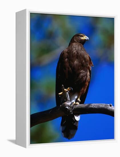 Harris Hawk (Parabuteo Unicintus), Perquin, El Salvador-Alfredo Maiquez-Framed Premier Image Canvas