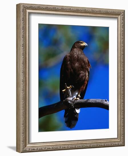 Harris Hawk (Parabuteo Unicintus), Perquin, El Salvador-Alfredo Maiquez-Framed Photographic Print