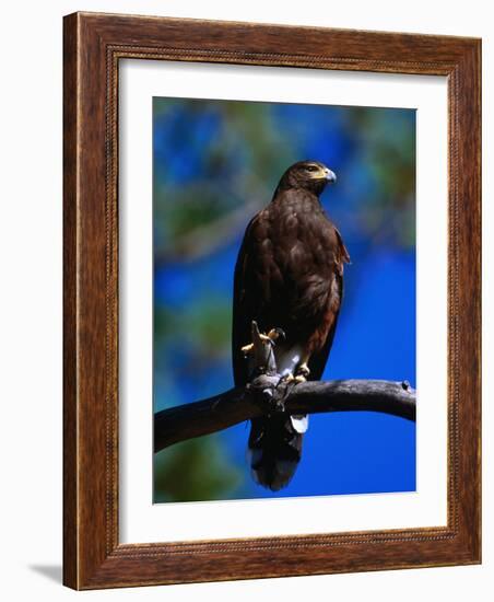 Harris Hawk (Parabuteo Unicintus), Perquin, El Salvador-Alfredo Maiquez-Framed Photographic Print