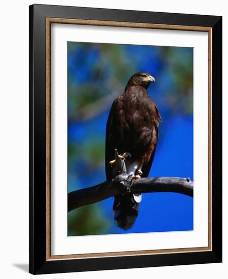 Harris Hawk (Parabuteo Unicintus), Perquin, El Salvador-Alfredo Maiquez-Framed Photographic Print