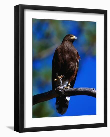 Harris Hawk (Parabuteo Unicintus), Perquin, El Salvador-Alfredo Maiquez-Framed Photographic Print