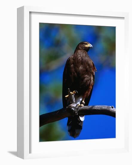 Harris Hawk (Parabuteo Unicintus), Perquin, El Salvador-Alfredo Maiquez-Framed Photographic Print