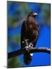 Harris Hawk (Parabuteo Unicintus), Perquin, El Salvador-Alfredo Maiquez-Mounted Photographic Print