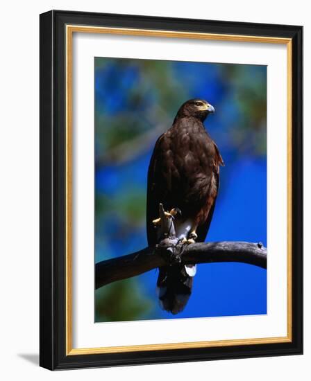 Harris Hawk (Parabuteo Unicintus), Perquin, El Salvador-Alfredo Maiquez-Framed Photographic Print